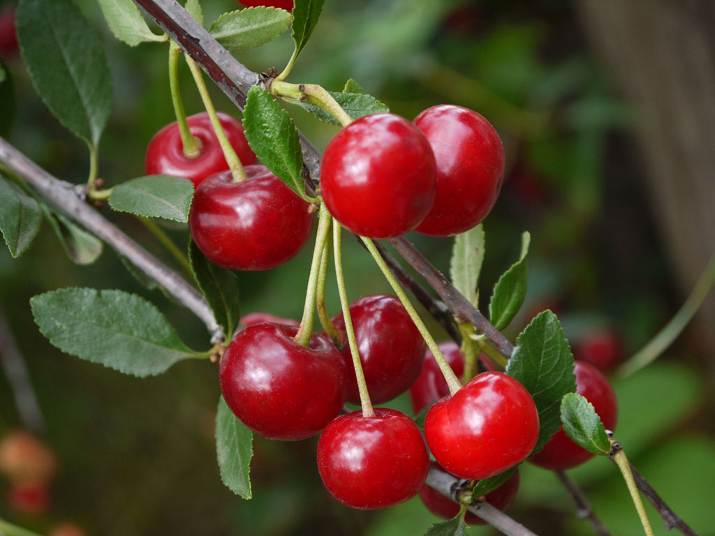 עונת הדובדבנים נפתחת בבוסתן בראשית | 18.5.18