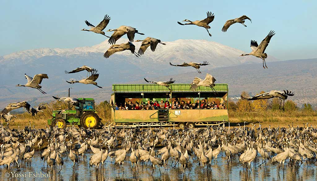 חופשת חנוכה בעקבות הציפורים